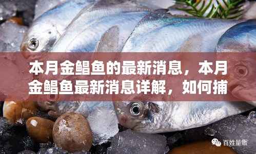 本月金鲳鱼最新动态及烹饪全攻略,捕捉与烹饪技巧详解