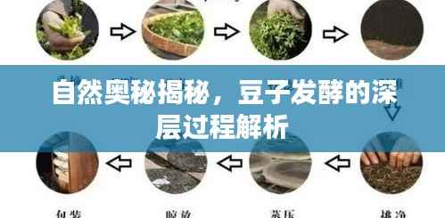 自然奥秘揭秘,豆子发酵的深层过程解析